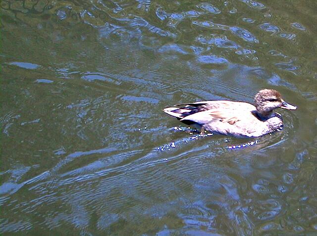 sorabji.com, Duck, Kingsport, Tennessee