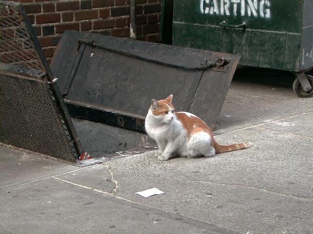 sorabji.com: Cat, New York City