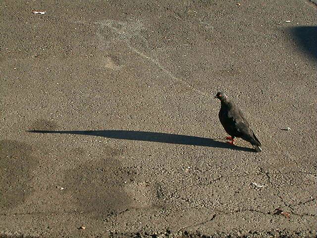sorabji.com: Pigeon, New York City