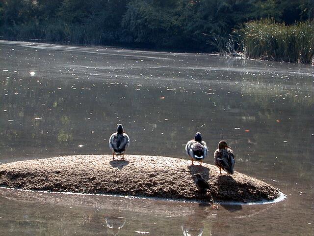 sorabji.com: Central Park Ducks