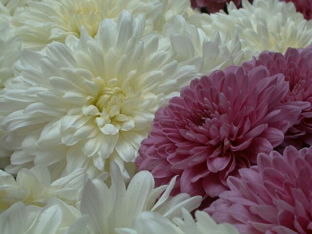 sorabji.com: Rockefeller Center Flowers
