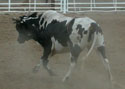 Ft. Pierre, South Dakota. 4th of July Rodeo, 2002.