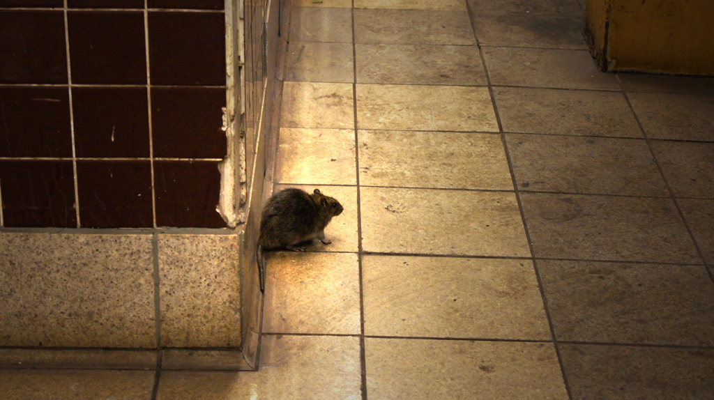 sorabji.com: Waiting for the R Train -- the Rodent Train