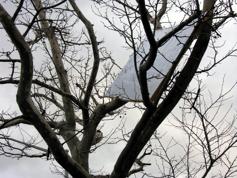 sorabji.com: Tree. Astoria, Queens, NYC