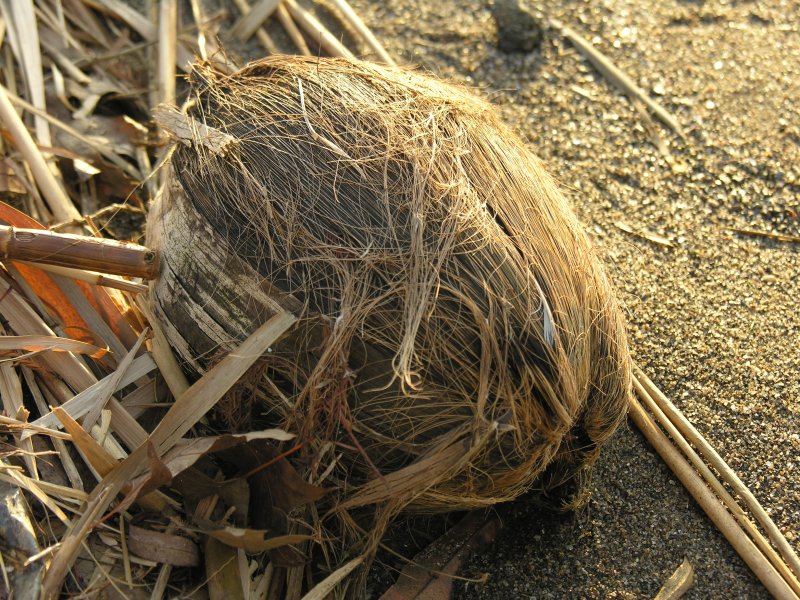 sorabji.com: Coconut
