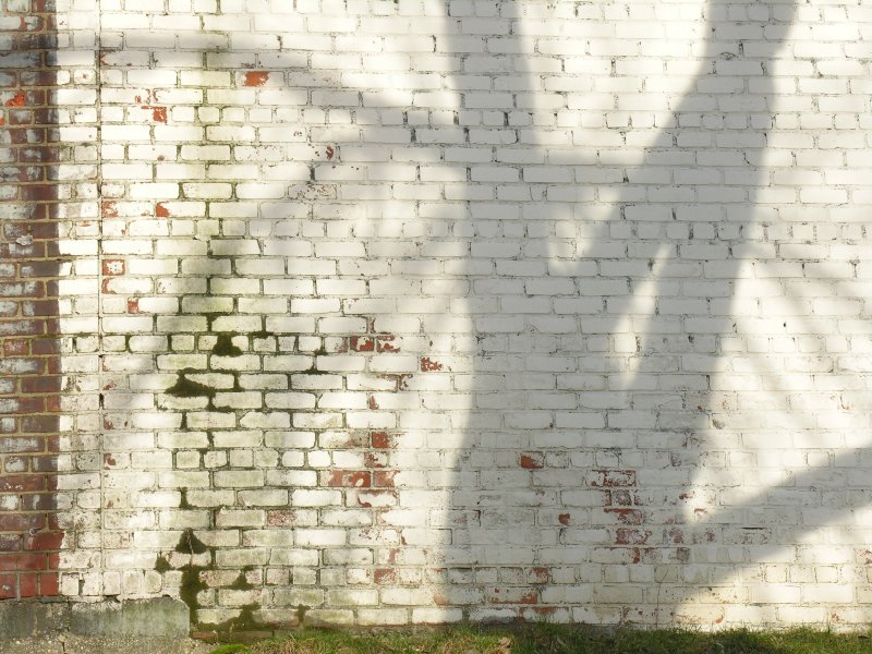 sorabji.com: Shadow from Tree