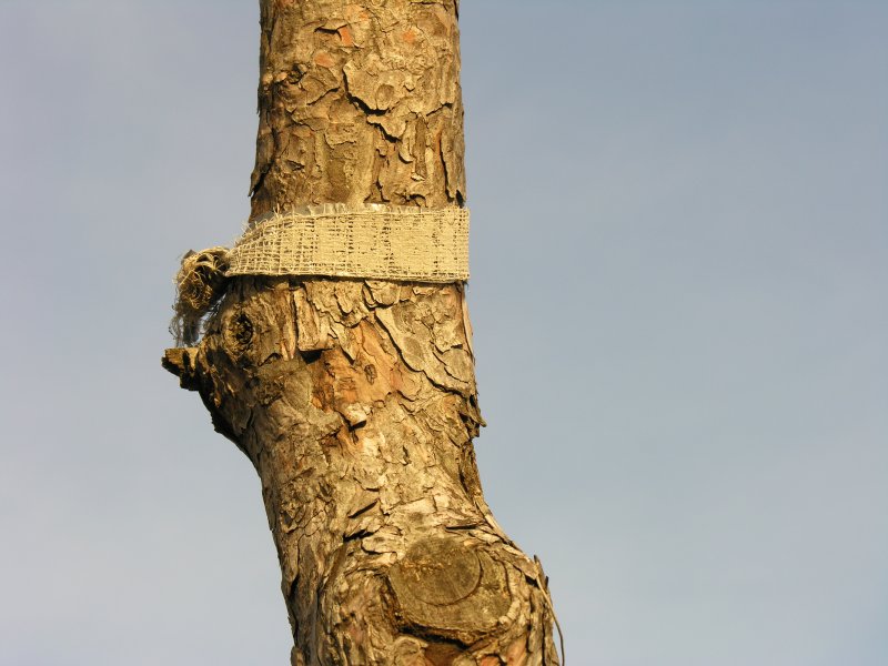 sorabji.com: Tree with patch