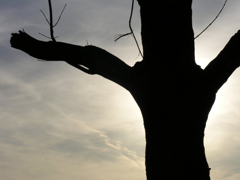 sorabji.com: Tree