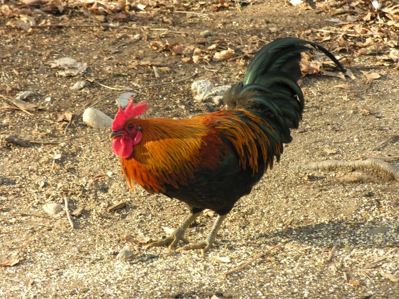 sorabji.com: Rooster. Queens, NYC