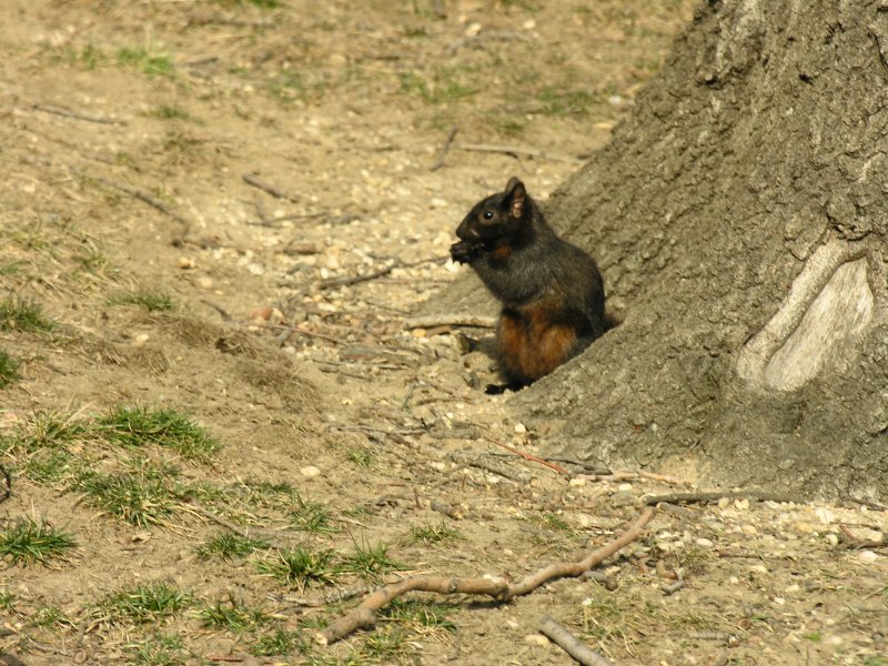sorabji.com: Black Squirrel, Astoria Park
