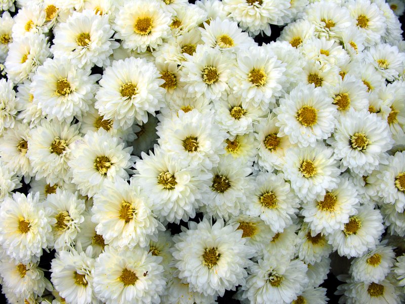 sorabji.com: White Flowers (Kew Gardens)
