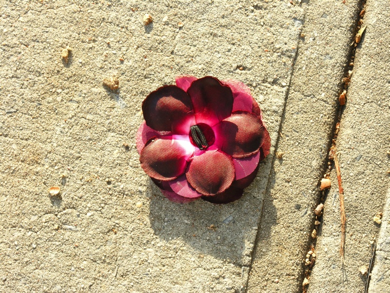 sorabji.com: Red Flower, Jackson Heights