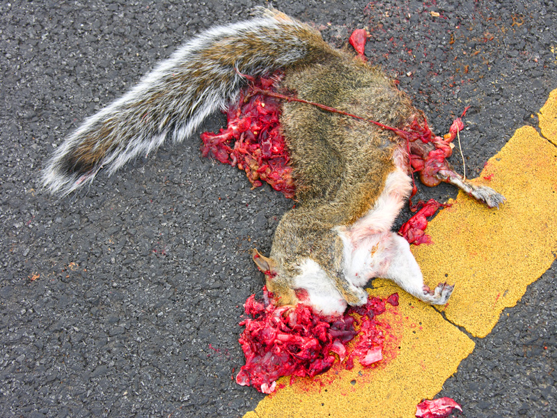 sorabji.com: Astoria Roadkill