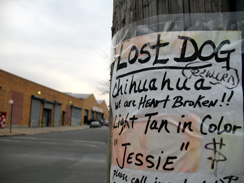sorabji.com: Lost Dog, Chihuaha. Long Island City