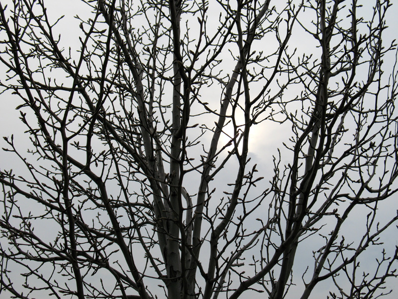 sorabji.com: Tree