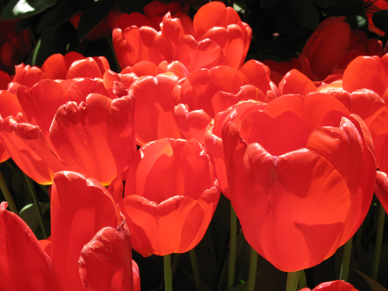 sorabji.com: Red