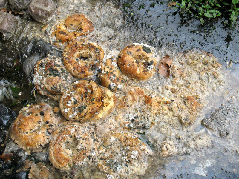 sorabji.com: Bagels