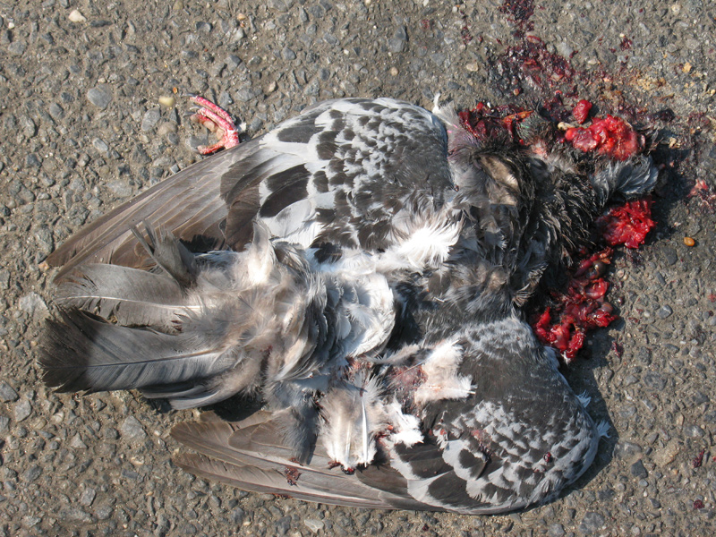 sorabji.com: Pigeon