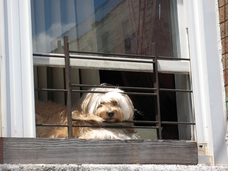 sorabji.com: Dog in Window