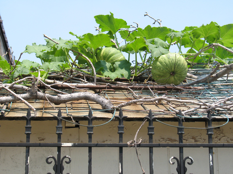 sorabji.com: Rooftop Pumpkin Patch