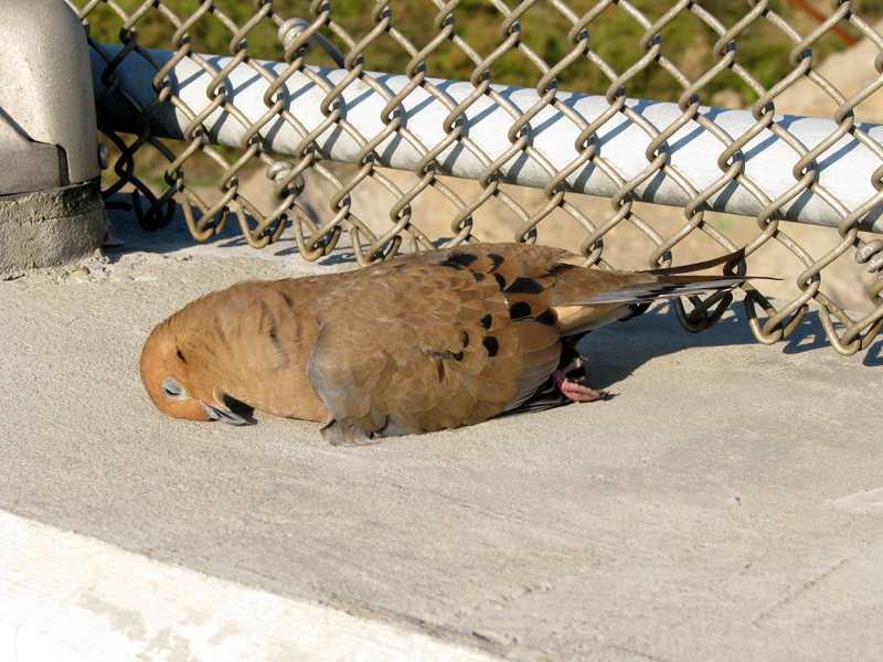 sorabji.com: Dead? Or Sleeping? Astoria, New York