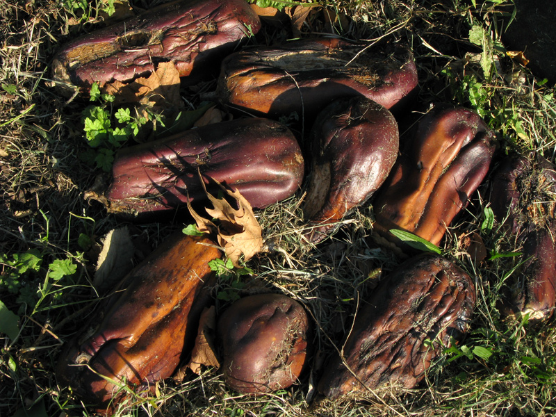 sorabji.com: In the Soil