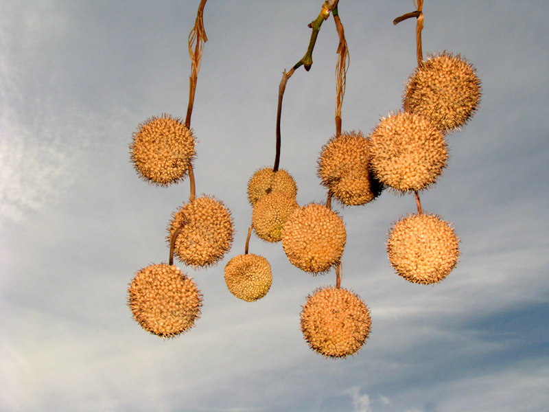 sorabji.com: Prickly Balls on Clouds