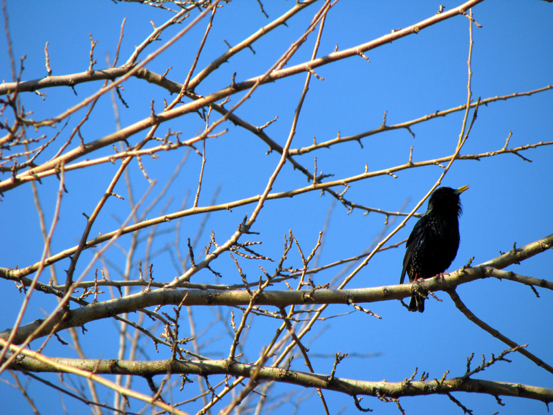 sorabji.com: Bird, L.I.C.