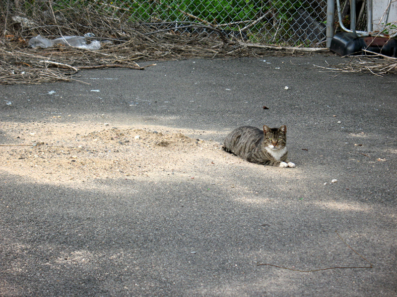 sorabji.com: Alley Cat. Queens Boulevard