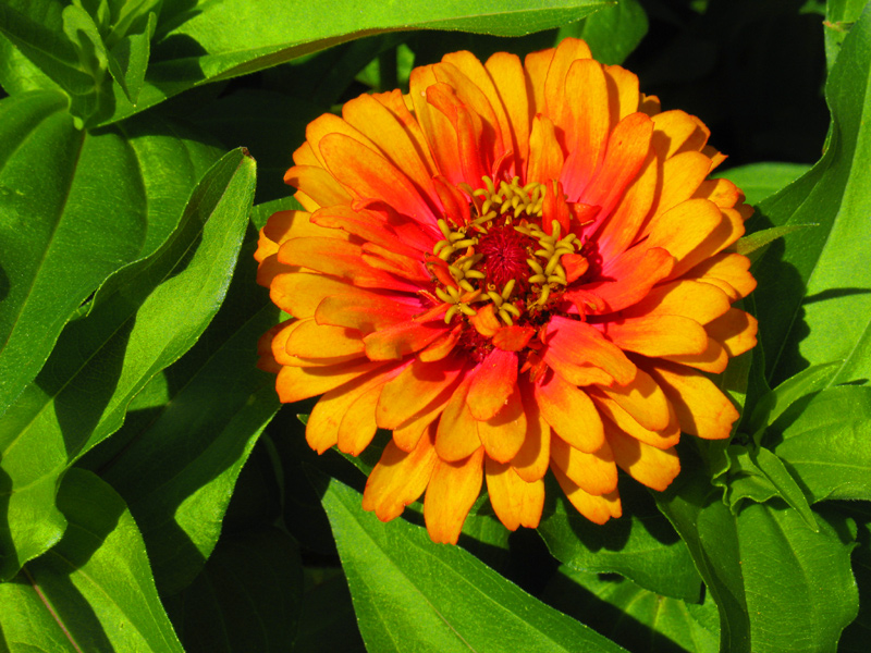 sorabji.com: Flower