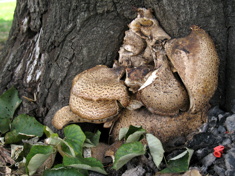 sorabji.com: Mushroom