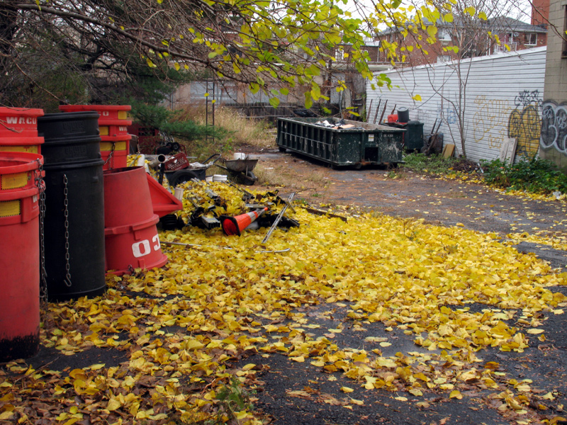 sorabji.com: Fall Foliage