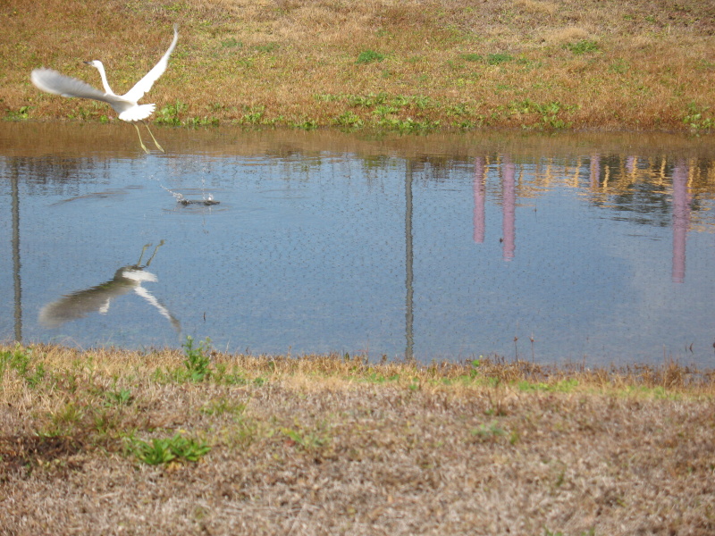 sorabji.com: Bird Fleeing a Ditch - Tampa