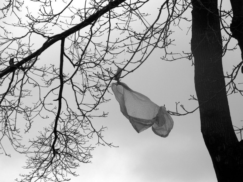 sorabji.com: Plastic Bag in a Tree