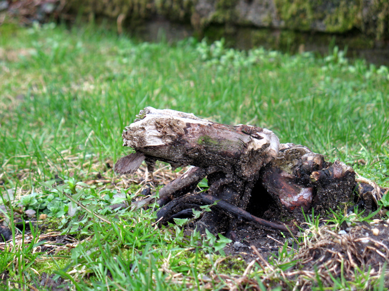 sorabji.com: Tree Root That Looks Like a Tongued Animal