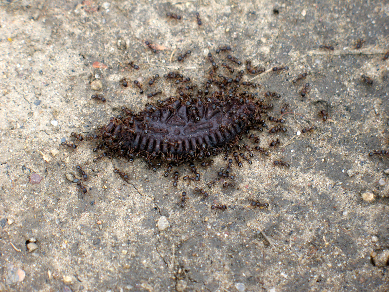 sorabji.com: Ants