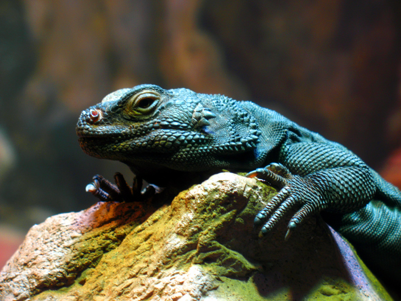 sorabji.com: Bronx Zoo