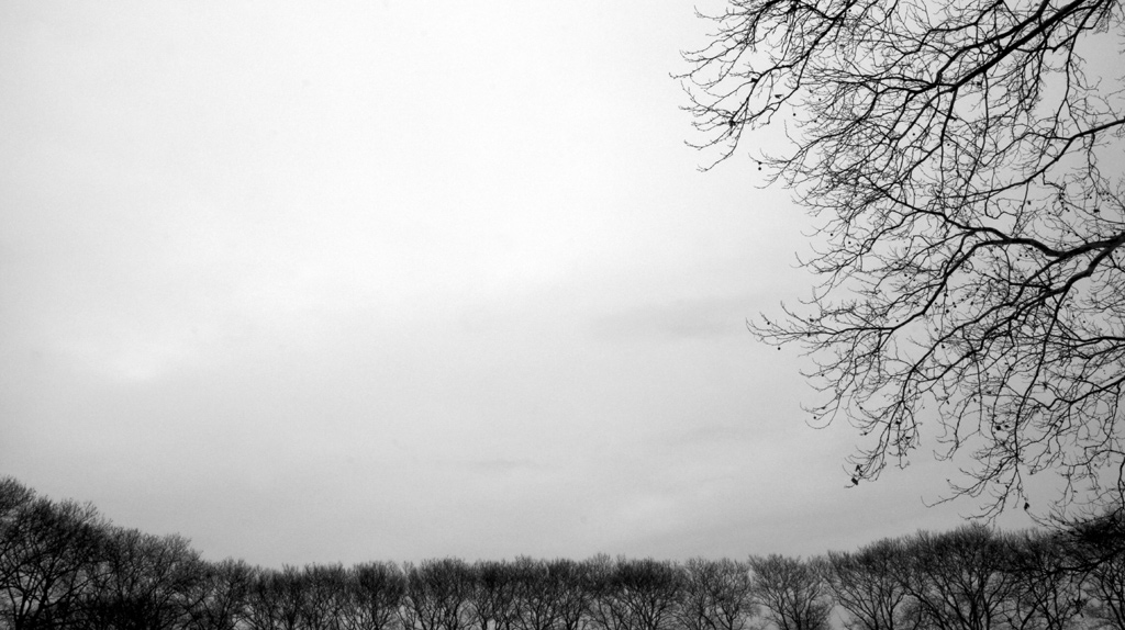 sorabji.com: Winter Trees