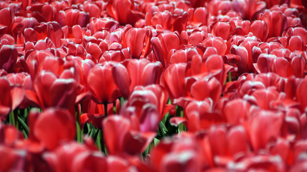 sorabji.com: Flowers!