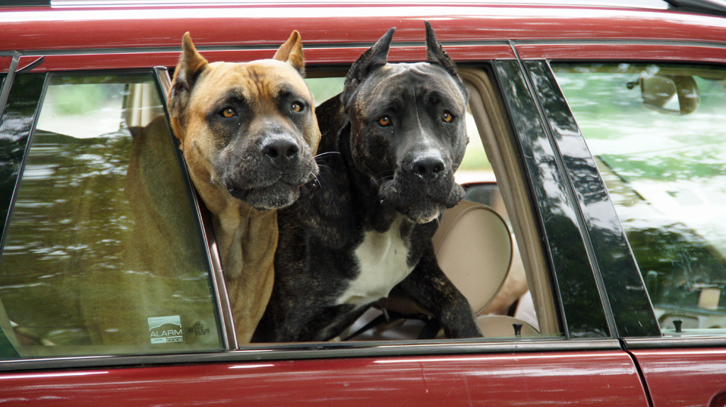sorabji.com: Dogs