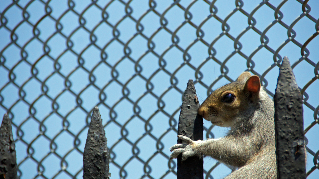 sorabji.com: On the Fence