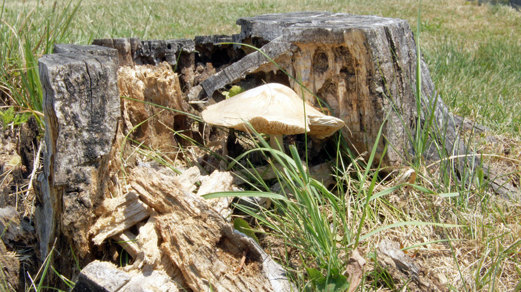sorabji.com: Mushroom