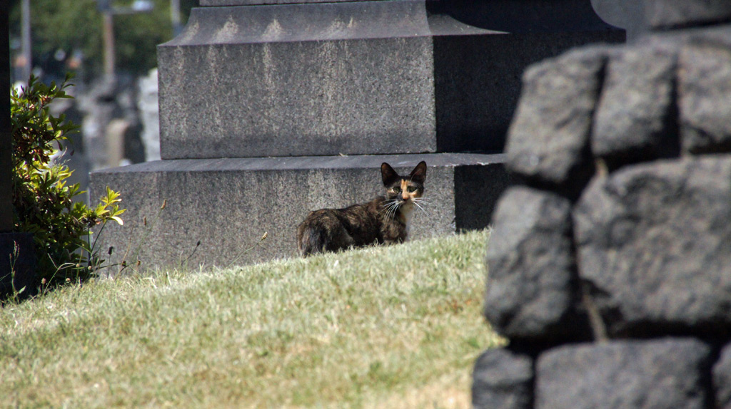 sorabji.com: Cemetery Cat