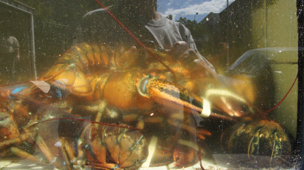sorabji.com: My Reflection Over a Lobster