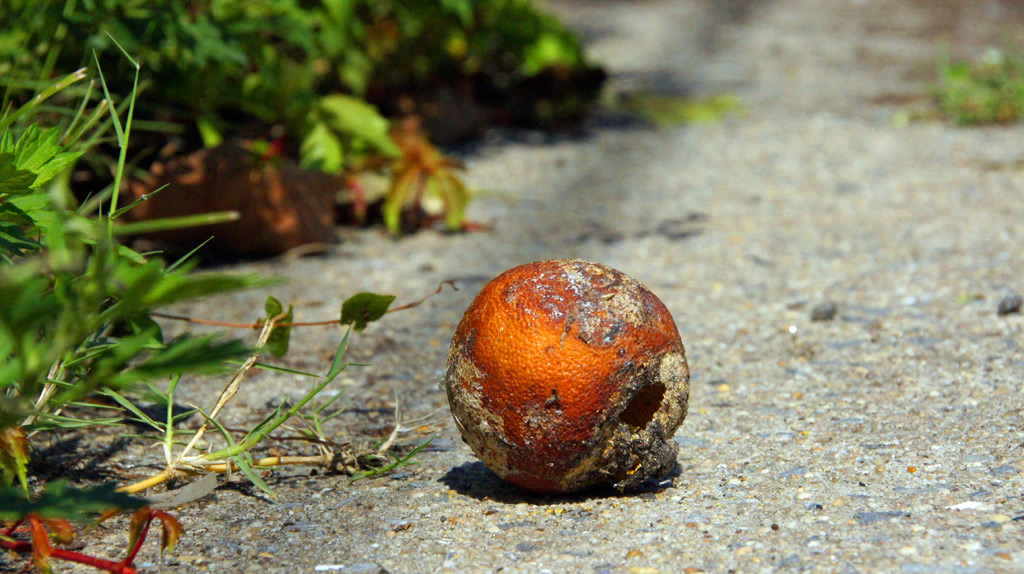 sorabji.com: Orange