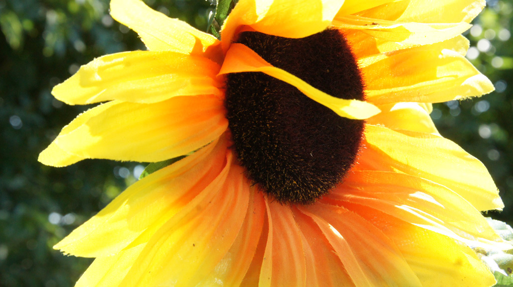 sorabji.com: Fake Sunflower